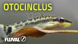 Species Spotlight | Otocinclus