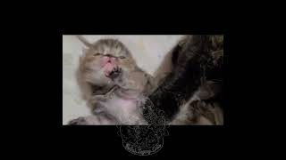 Cutest two weeks old kittens! by Bella's Legacy Cattery 183 views 1 year ago 1 minute, 28 seconds