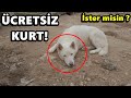 ÜCRETSİZ BEYAZ KURT SAHİPLENMEK! FENA KÖPEKLER VAR!