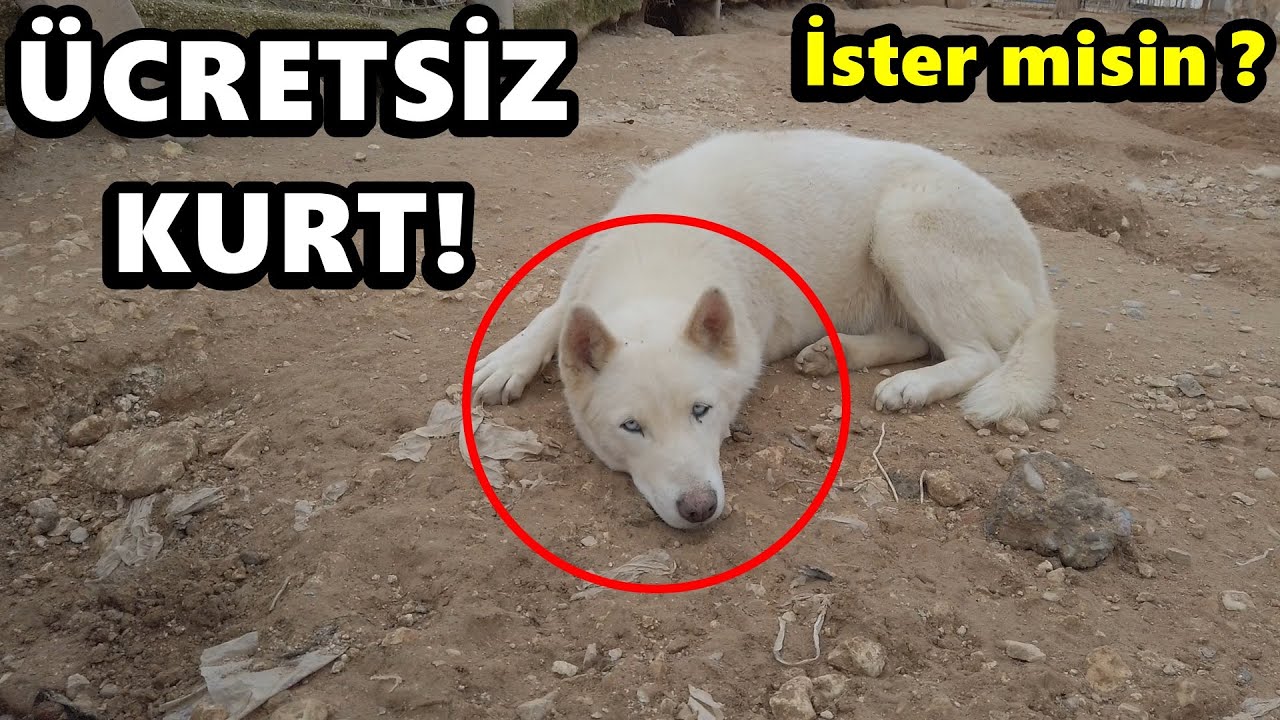 Ucretsiz Beyaz Kurt Sahiplenmek Fena Kopekler Var Youtube