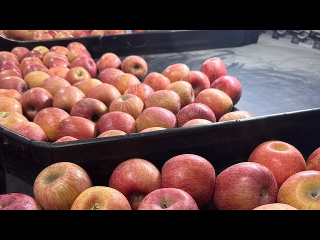 초당옥수수🌽&문경사과 상급 가정용🍎 챙겨가셔야 이득입니다 ㅎㅎ
