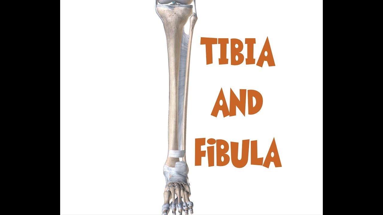 Tibia and Fibula Anatomy (leg bones) - YouTube