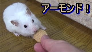 【ハムスター】殻付きアーモンドをどうやって食べる？Hamster