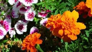 Rogue River Garden Club