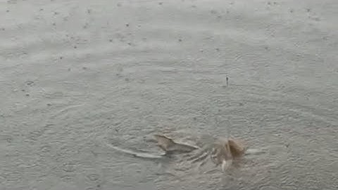 Câu cá sông Sài Gòn | Săn cá tra ngày mưa dầm và cái kết ....