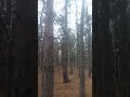 Десь у лісі... 🌲🌳🌱 #славаукраїні #azov #запоріжжя