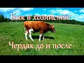 Мое мнение о содержании быка в хозяйстве // Жизнь на хуторе