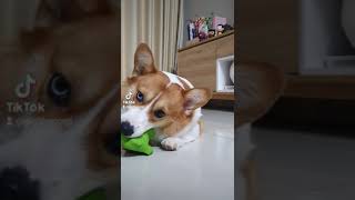 Download Lagu GiGi is so cute corgi dog playing with tiny  crocodile #corgi #cutedog MP3