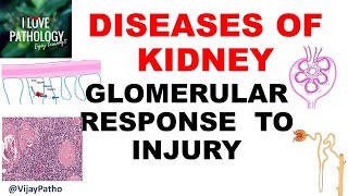 RENAL PATHOLOGY Part 2 : Glomerular response to injury