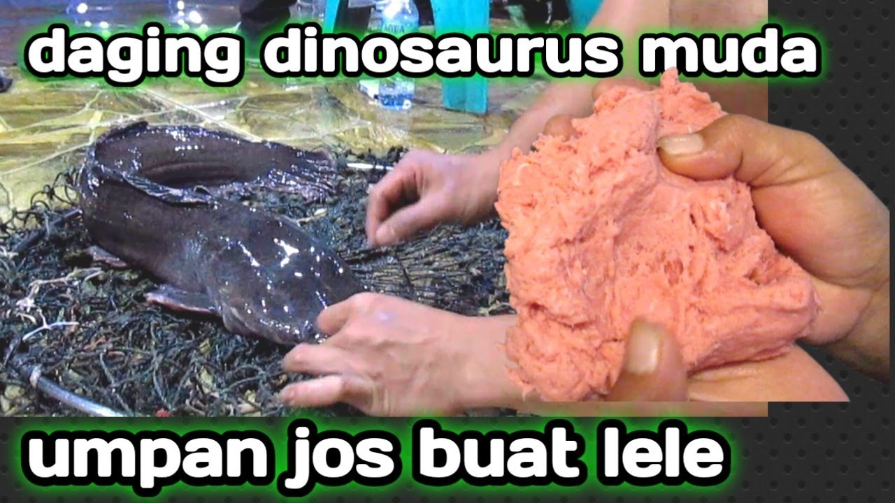 umpan gacor bikin tangan pegel