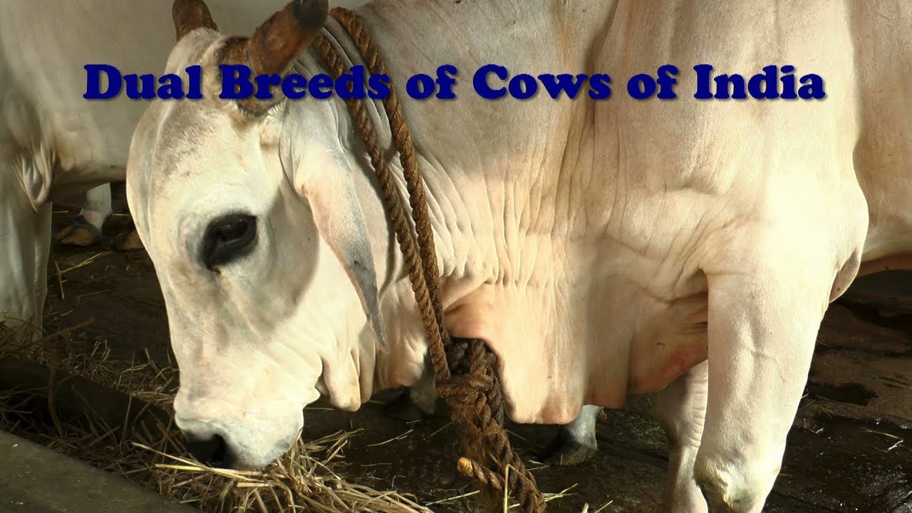 Dual Breeds of Cows of India