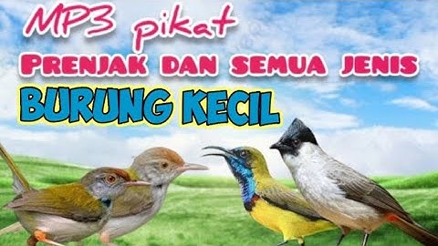 MP3 Prenjak Lumut Ribut Kombinasi Sogon Dan Kutilang Ribut Untuk Pikat Burung Kecil