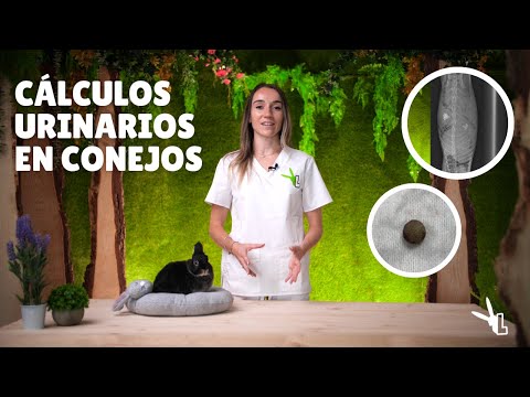 Cálculos Urinarios en Conejos