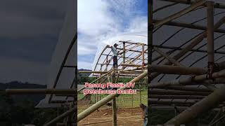 Pasang Plastik UV greenhouse Bambu #hidroponik #melon #nft #dft #plastic