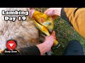 LAMBING SHEEP PART-TIME NOW?  |  Vlog 19 - Lambing 2021