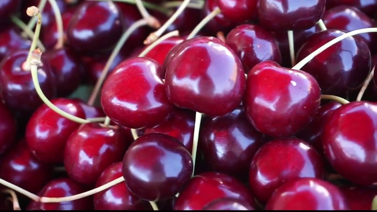 Annual cherry festival returns to Polson YouTube