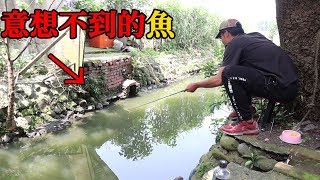 住家後面的排水溝原來能釣到這種魚...【可以吃嗎】