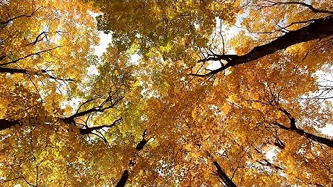 "Senescence” - Eurorack Modular Ambient - [Ft.Pluck, Rings, Data Bender, Chainsaw, Ensemble & Beads]