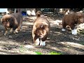 Български овчарски кученца на 6 седмици/Bulgarian Shepherd Dogs🇧🇬  6 weeks old