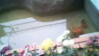 New - Video8.avi