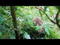 2021-07-31 Igel