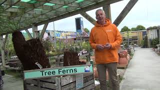 Tree Fern Plants