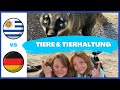 Dinge, die in Uruguay anders sind - Tiere & Tierhaltung | Auswandern nach Uruguay