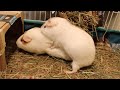 Guinea pig loves humping her friends