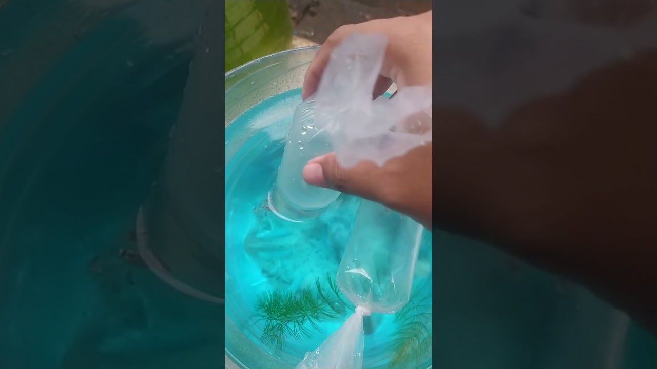 REVIEW IKAN GUPPY PLATINUM RED TAIL DUMBO EAR (PRTDE) Dari mas Andhy_pml