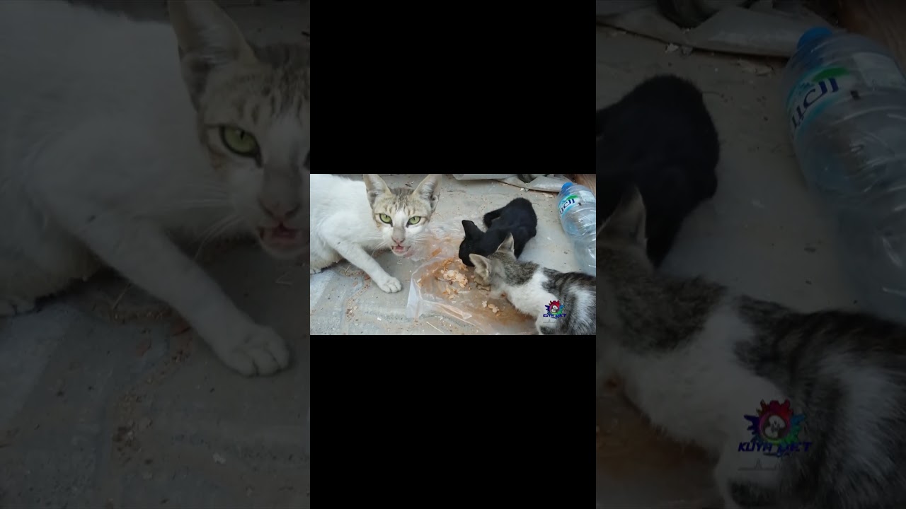 shorts is it bad to feed a stray cat with my leftover food? YouTube