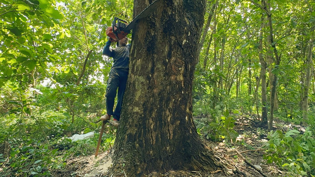 Unbelievable skill… Cut Down Huge Trembesi Tree Behind the River ...