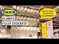 IKEA Plants, Planters Shopping & My Clearance Finds!