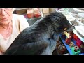 Mirlo Moñudo El "Negrito Con Mama"