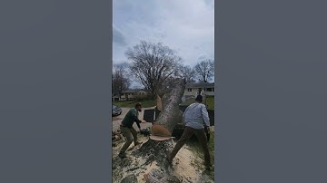 We Dropped A Whole Maple Trunk Into The Dump Trailer! #treework #stihl