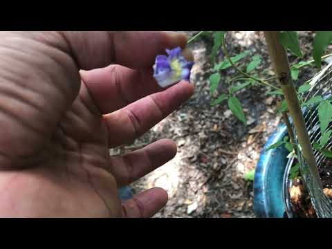 تصویری: مراقبت از گل چرم Swamp - چگونه گلهای چرمی مردابی پرورش دهیم