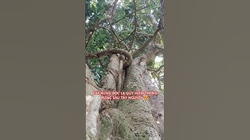 CÂY RỪNG ĐỘC LẠ QUÝ HIẾM TRONG RỪNG SÂU TÂY NGUYÊN.