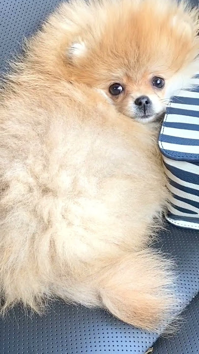 Pomeranian 🐕 crying sound #12kviral#shorts