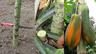 ¿Tu planta de papaya no pega el fruto? es por una sola causa
