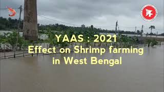 YAAS cyclone effect on Shrimp Farming in West Bengal