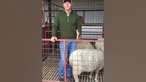 Body Condition Scoring Sheep