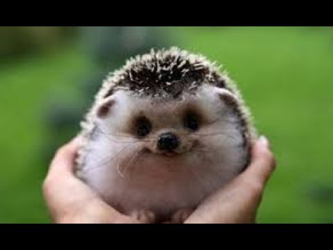 ヤバ激かわいい動物の赤ちゃんレア画像集 癒し Youtube