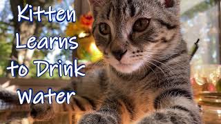 Adorable Kitten Learns to Drink Water 🐈