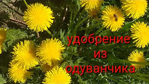 Как приготовить и использовать удобрение из одуванчика???