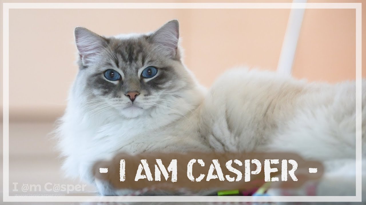 I am Casper - Seal Point Lynx Mitted Ragdoll - Adventure Cat Videos ...