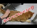 猫を踏んでしまったので...