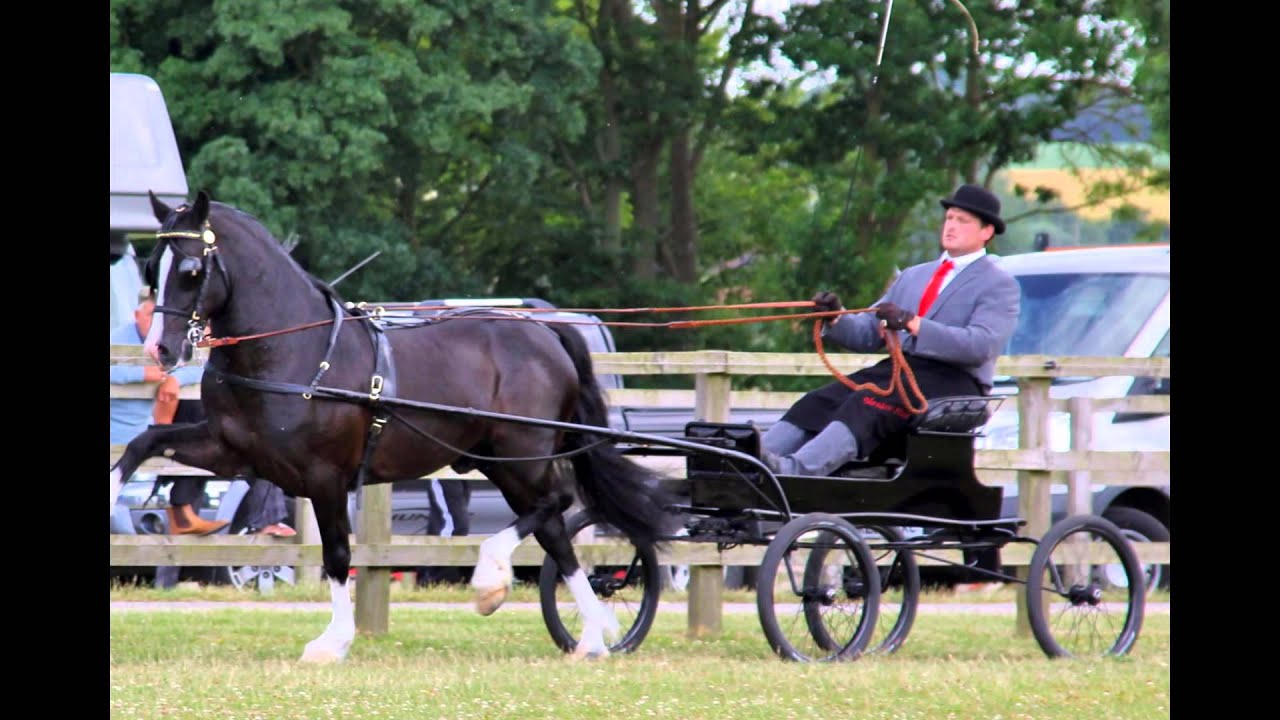 Welsh Cobs in Wagons 2015 YouTube