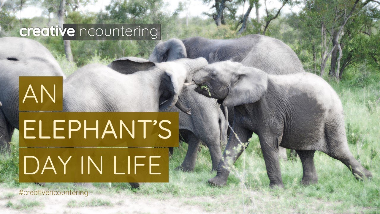 An Elephant's Day In Life artwork