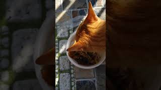 Kasih Makan Kucing Oren