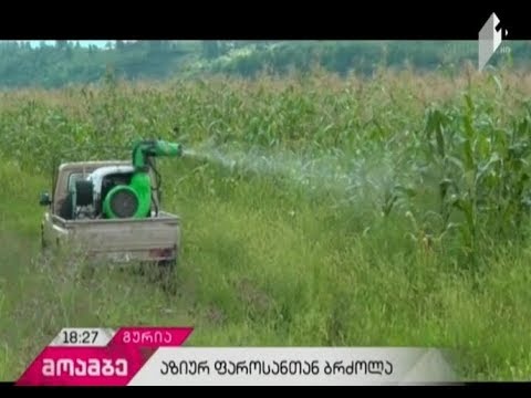 ლანჩხუთსა და ოზურგეთში აზიურ ფაროსანასთან ბრძოლის სამუშაოები მიმდინარეობს