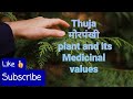 ||16 November 2025 ||Thuja occidentalis|| #benefits #thuja #asthma #fresh #air #antifungaltreatment